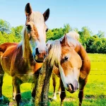 Startseite Startseite