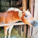 Startseite Startseite