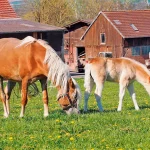 Startseite Startseite