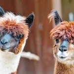 Startseite Startseite