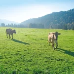 Startseite Startseite